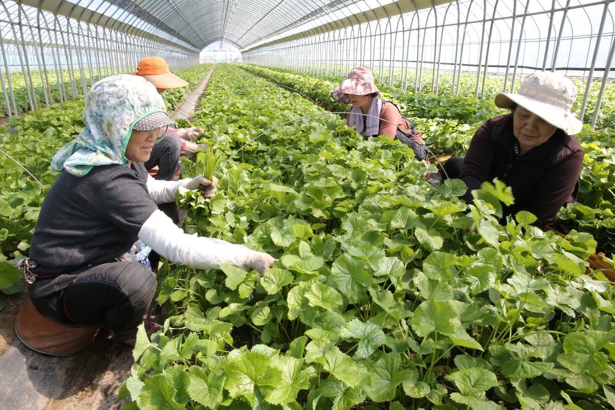 양구 곰취를 수확하는 모습. 양구군은 지역 농가에서 매일 아침 수확한 곰취를 현장에서 즉시 선별해 출하하는 '당일 수확·산지 직송' 방식을 유지해 유통 단계를 최소화하고 최상의 신선도를 확보하고 있다고 밝혔다.     / 양구군 제공