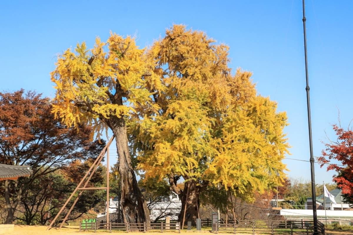 면천 은행나무 / 충남관광 홈페이지
