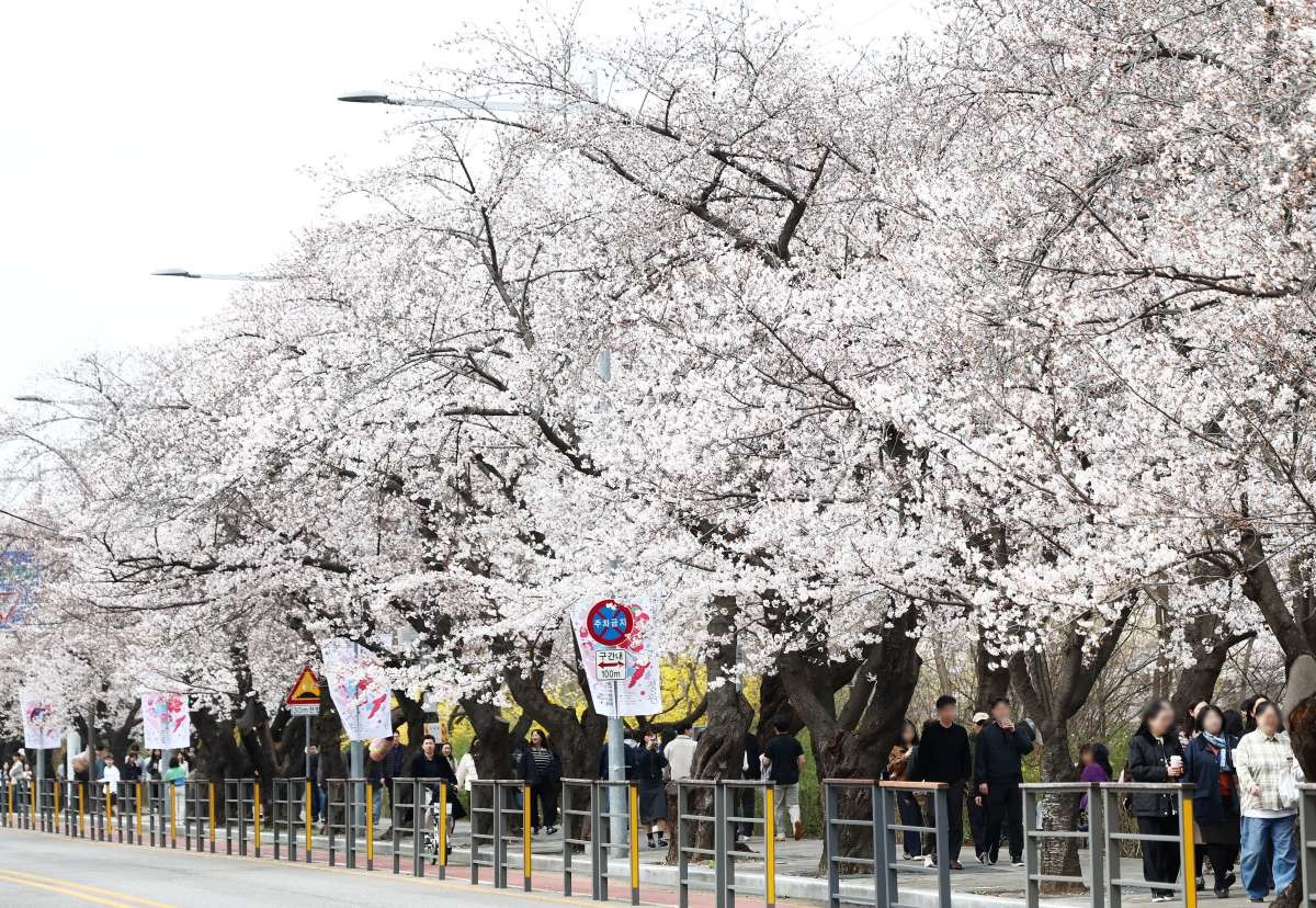 작년 '여의도 봄꽃축제' / 뉴스1