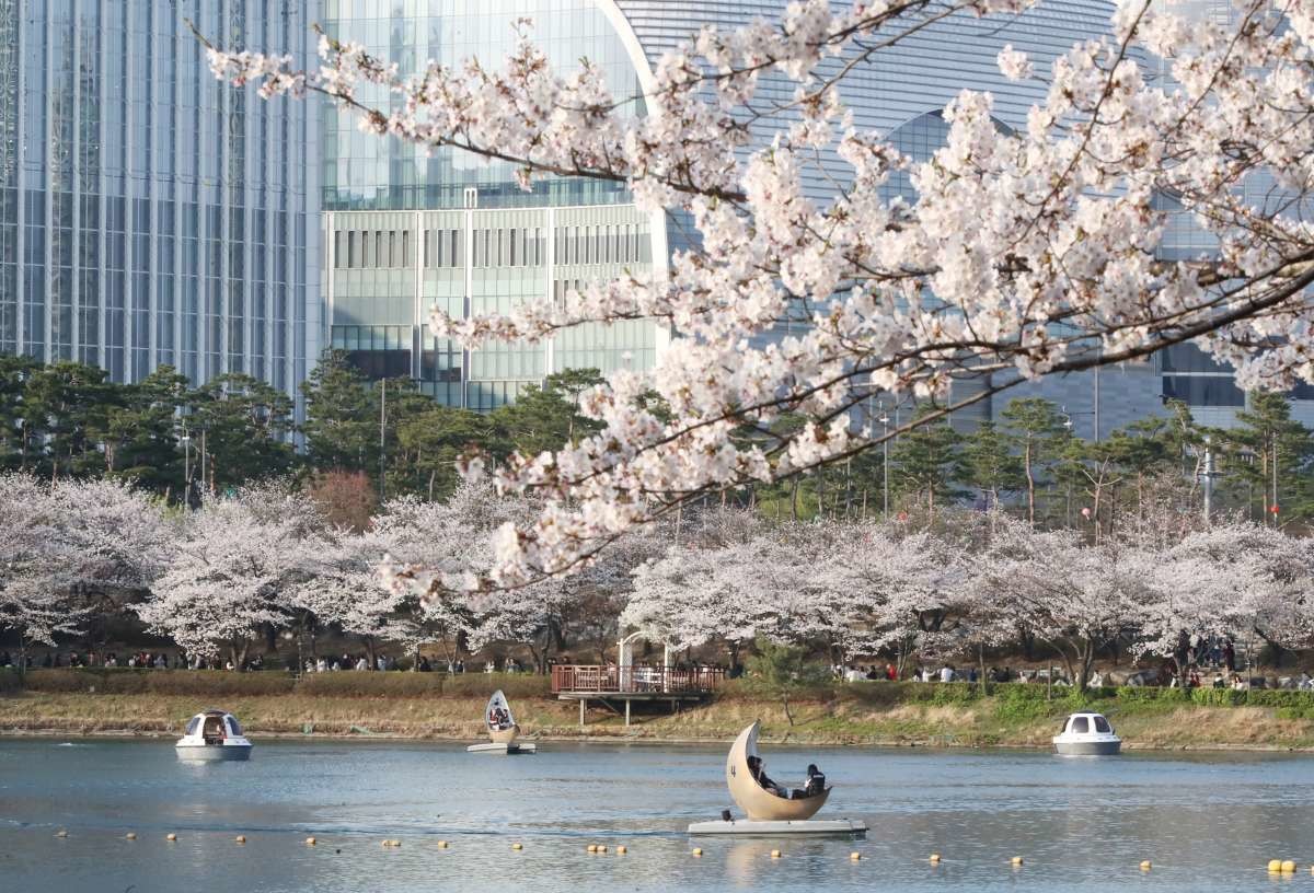 작년 봄, 석촌호수 벚꽃 축제 / 뉴스1