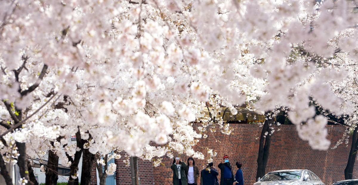 봄을 맞은 서촌 벚꽃 / 뉴스1