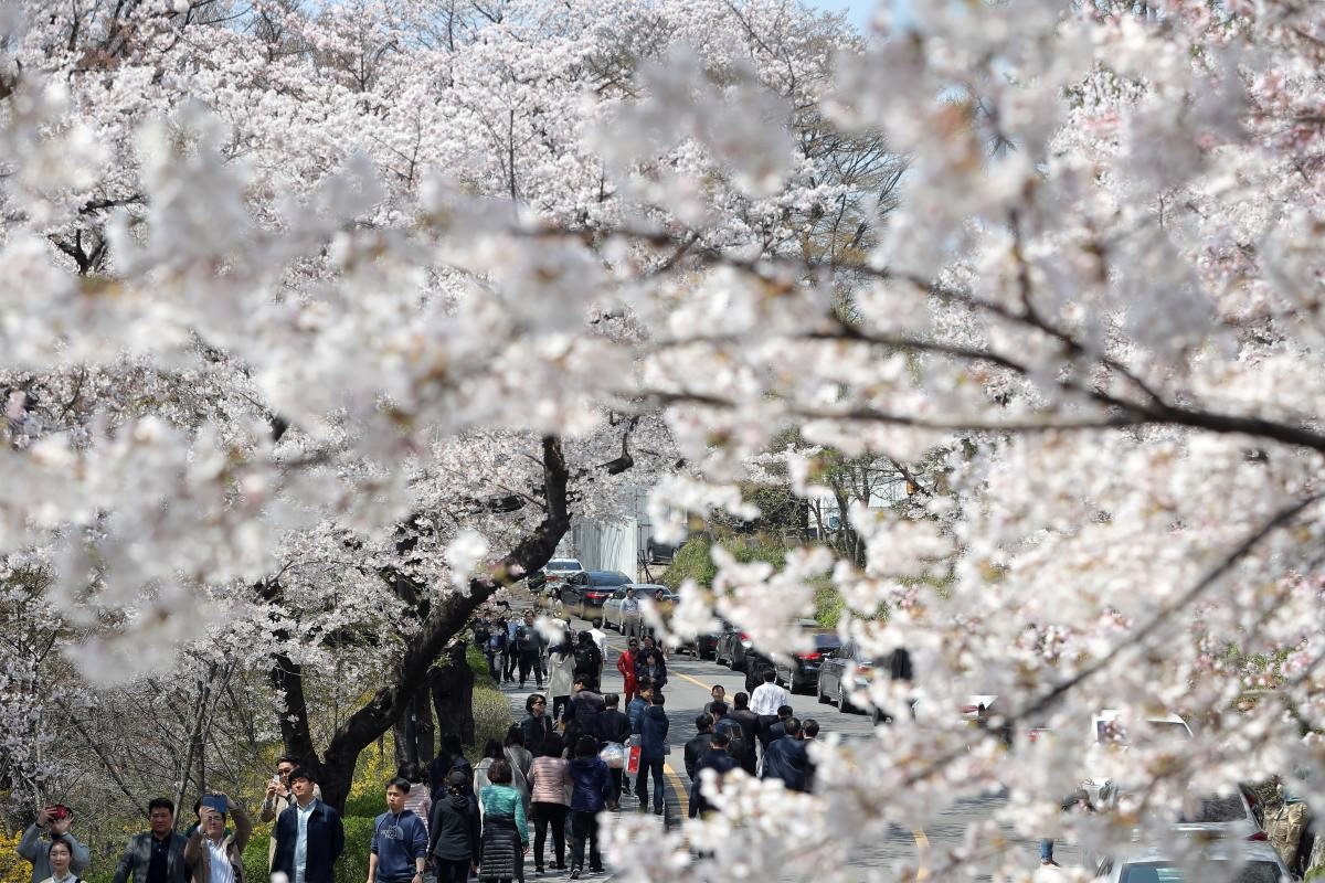 봄을 맞은 남산 소월길 / 뉴스1