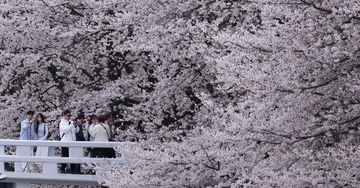 작년 봄, 양재천 벚꽃길 / 뉴스1