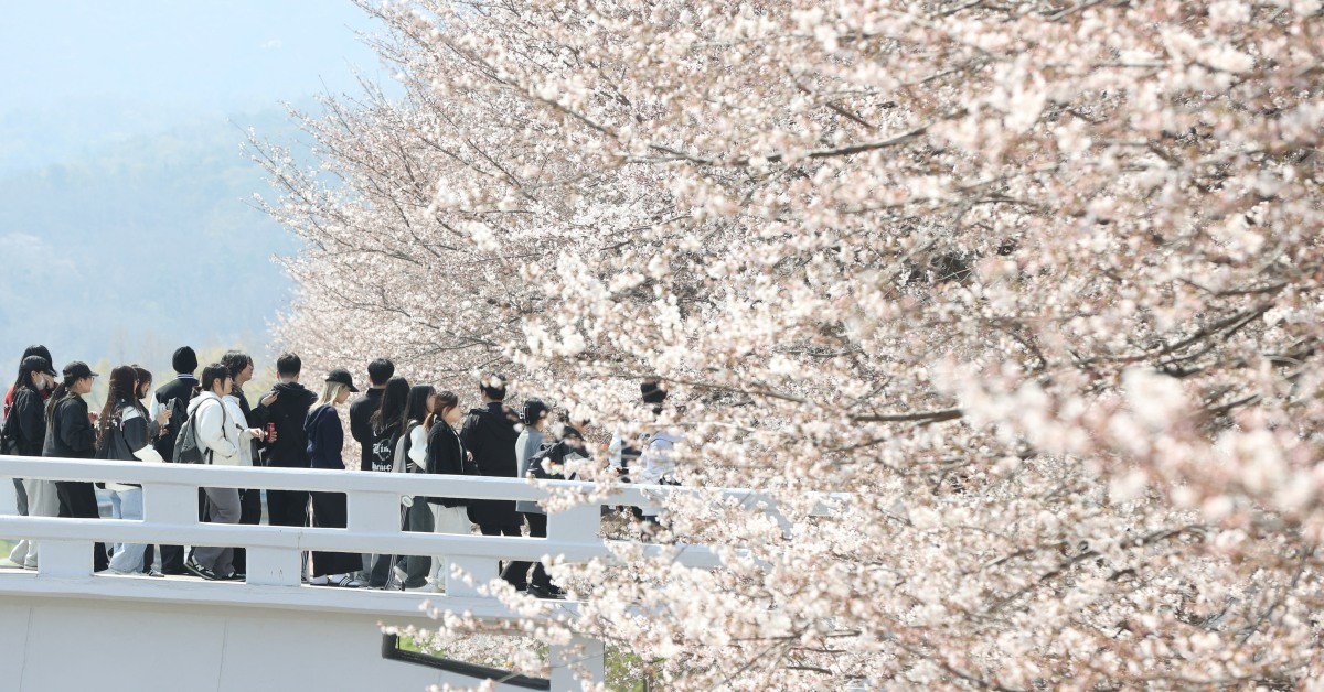 작년 봄, 양재천  / 연합뉴스