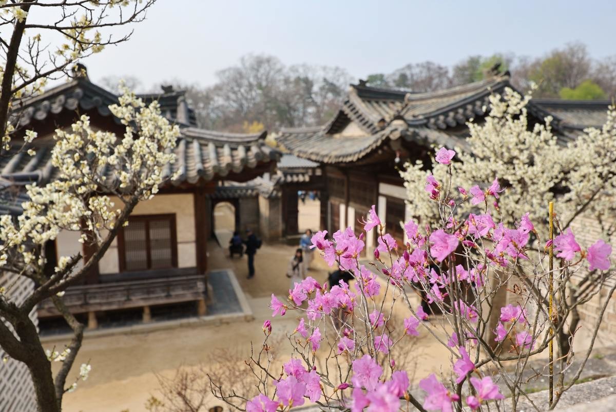 봄꽃 핀 창덕궁 / 연합뉴스