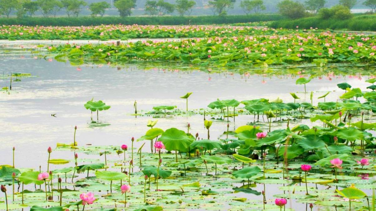 거창 창포원 / 거창군 문화관광포털