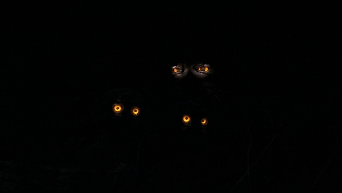 윤기득 사진작가의 수리부엉이 사진 배경을 어둡게 해 AI로 재생성한 이미지.