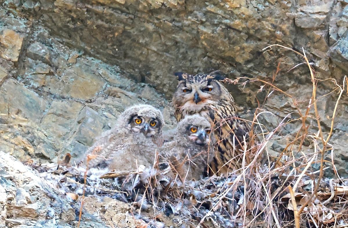 울산시 울주군 암벽에서 발견된 수리부엉이 가족. / 윤기득 작가 제공-연합뉴스