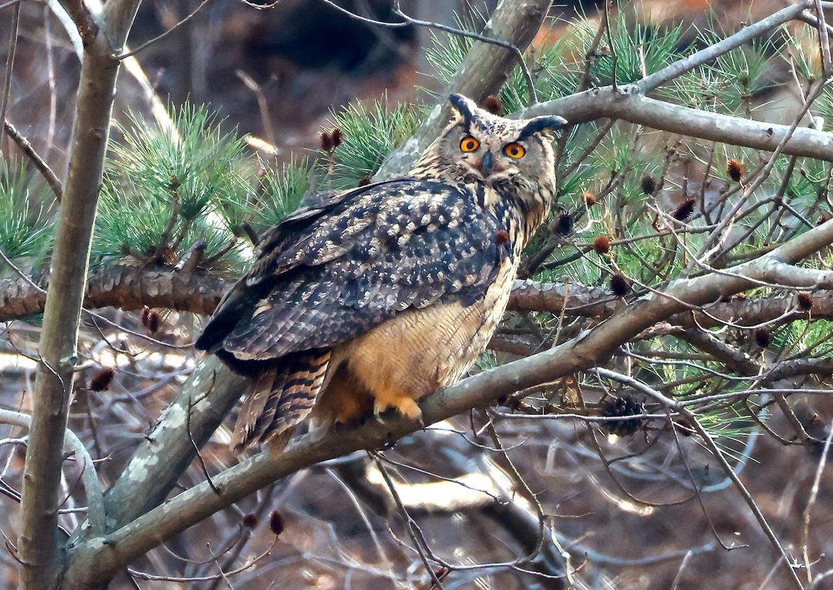울산시 울주군 암벽에서 발견된 수리부엉이 가족. / 윤기득 작가 제공-연합뉴스