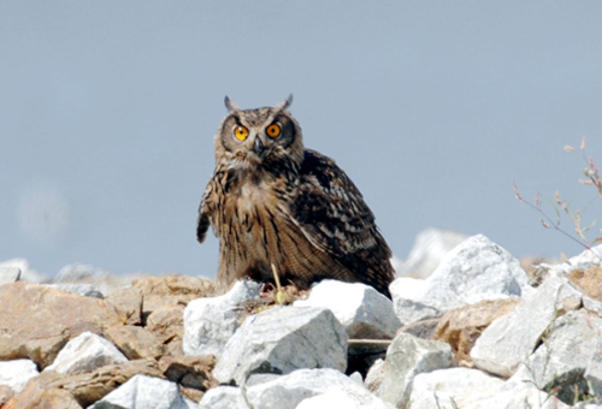 수리부엉이 자료사진. / 국립중앙과학관 제공