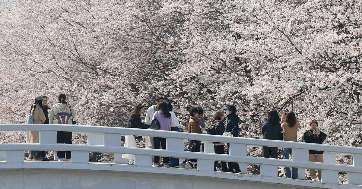 시민들이 벚꽃 사이를 거닐며 봄 정취를 즐기고 있다 / 뉴스1