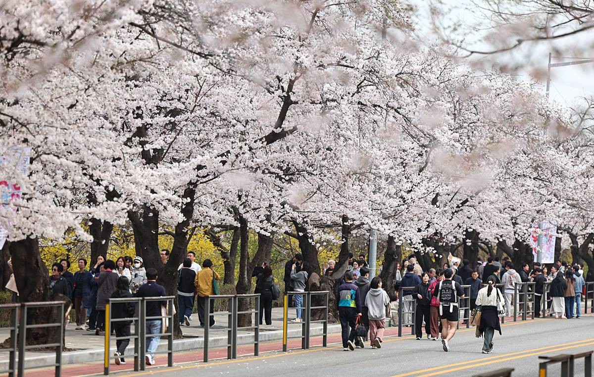 여의도 윤중로 벚꽃길에서 시민들이 활짝 핀 벚꽃을 즐기고 있다 / 뉴스1