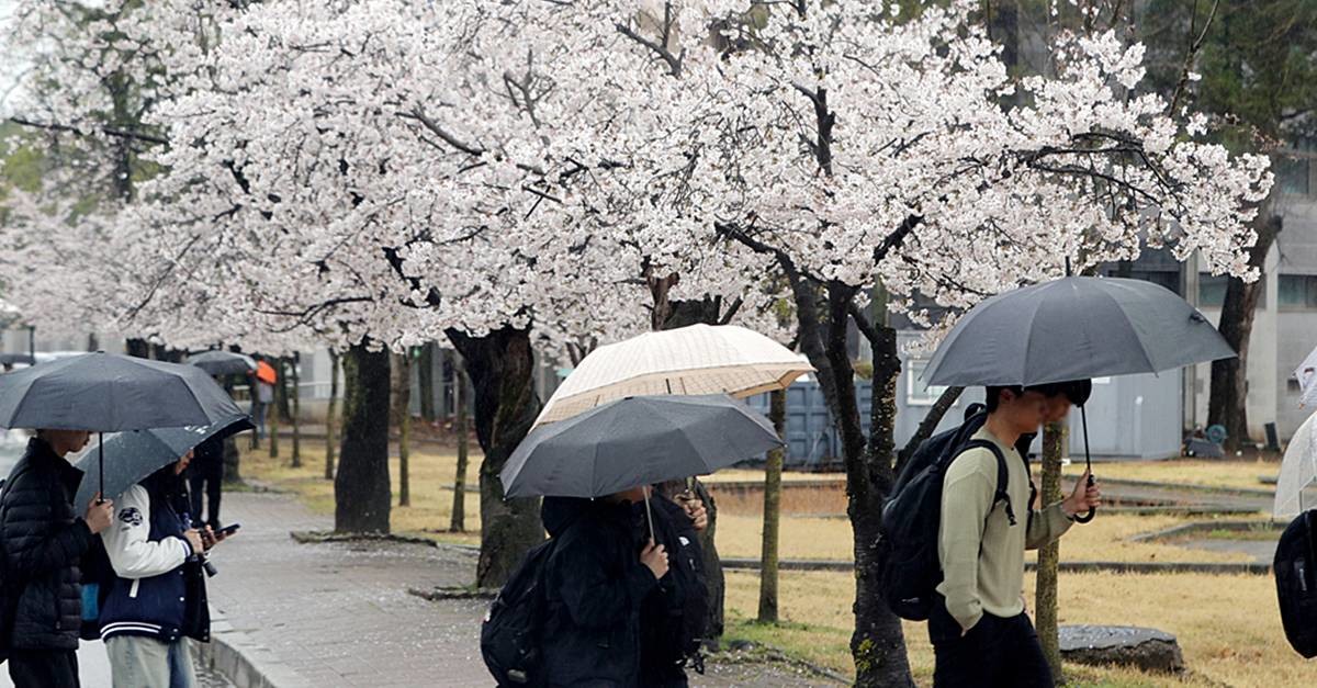 '비와 벚꽃' / 뉴스1