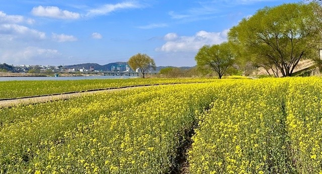 나주시가 영산강 둔치 일원에 대규모 유채꽃 단지를 조성해 봄맞이 방문객들을 맞이한다