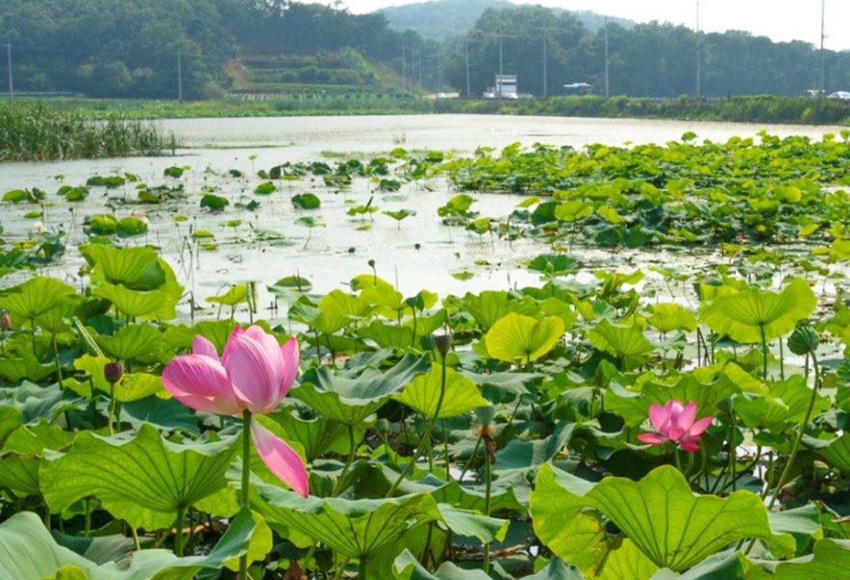 고구저수지 연꽃 / 강화군 문화관광 홈페이지