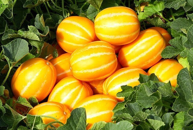 높은 품질을 자랑하는 성주참외 / 성주군 제공