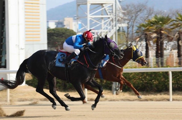 국산 3세 최강마를 가리는 한국경마 삼관 시리즈가 막을 올린 가운데, ‘퍼니와일드’가 첫 관문인 KRA컵 마일을 제패했다. / 사진제공=렛츠런파크 부산경남