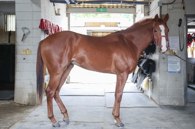 국산 3세 암말 최강자를 가리는 ‘제6회 루나스테이크스(L)’가 오는 5일 한국마사회 렛츠런파크 부산경남에서 열린다. / 사진제공=렛츠런파크 부산경남