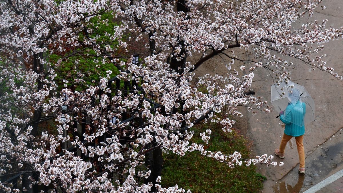 봄비가 내리는 산책로에서 우산을 든 시민이 걸어가고 있다. / 뉴스1