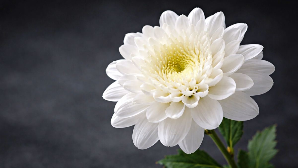 기사 내용 토대로 AI툴 활용해 제작한 자료사진.