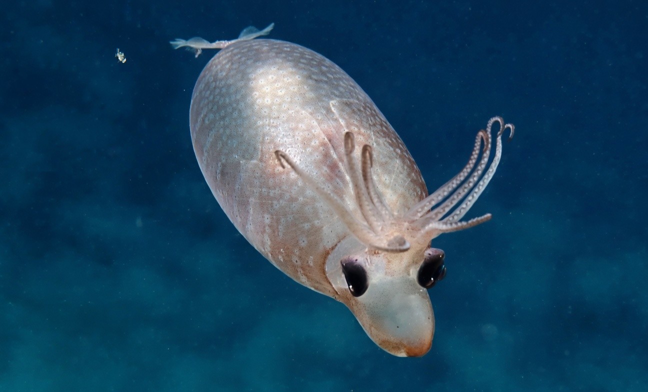 피글렛오징어 / 'EVNautilus' 유튜브