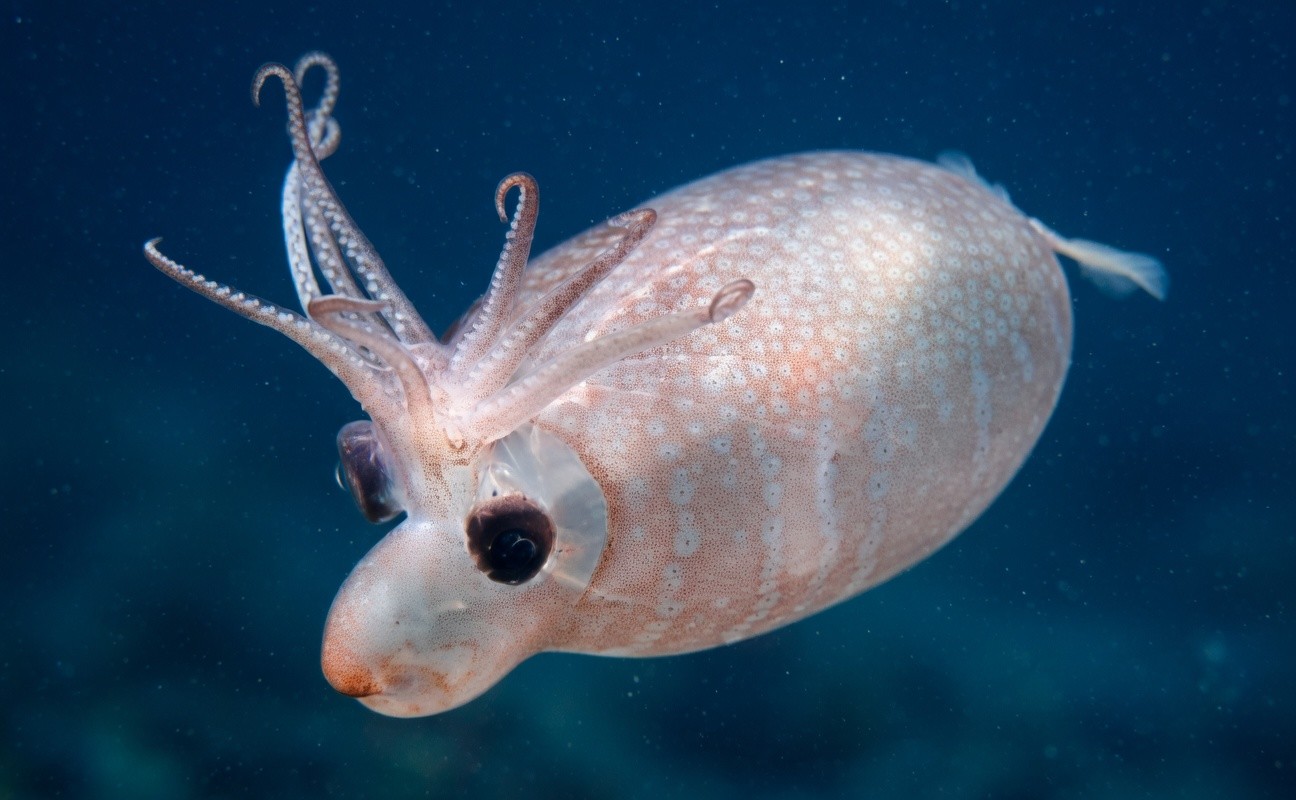 피글렛오징어 / 'EVNautilus' 유튜브
