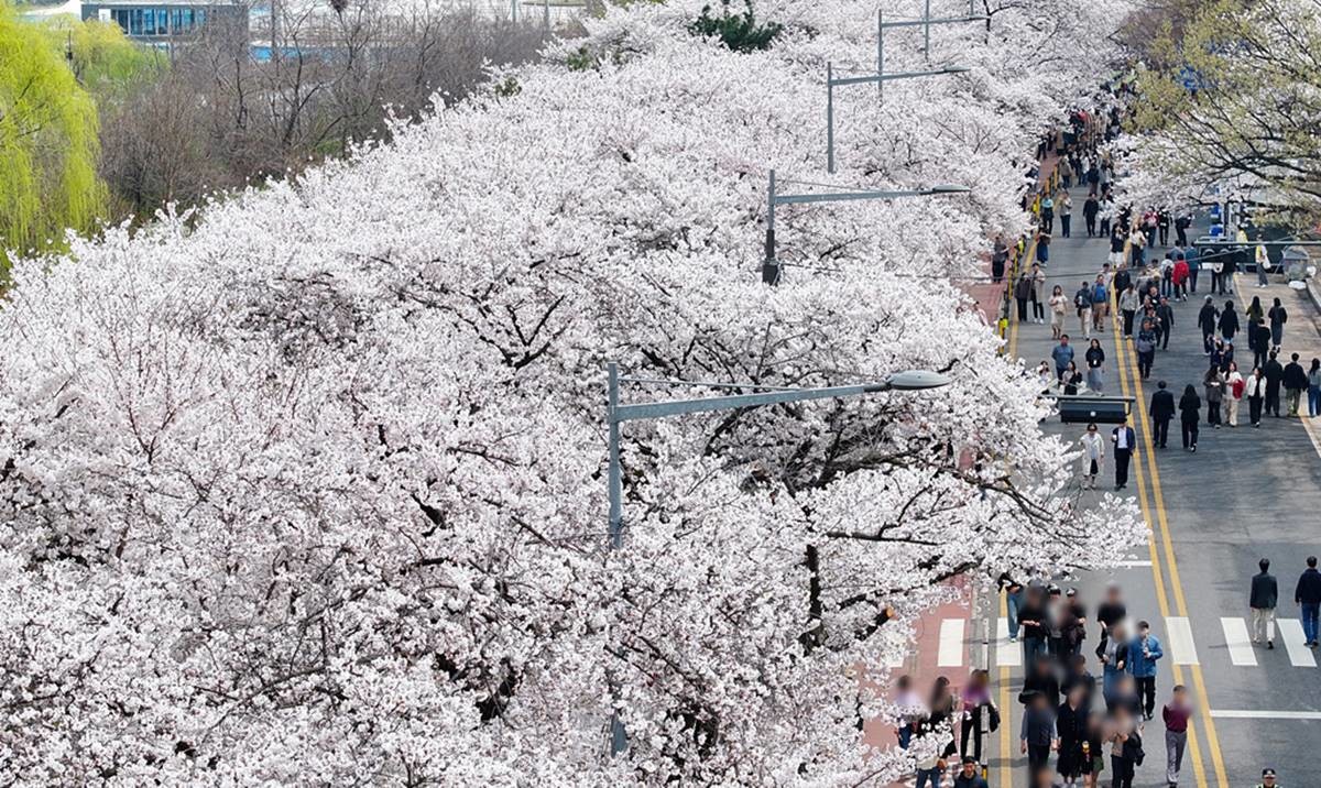 만개한 벚꽃 모습. 기사 이해를 돕기 위한 자료 사진 / 뉴스1