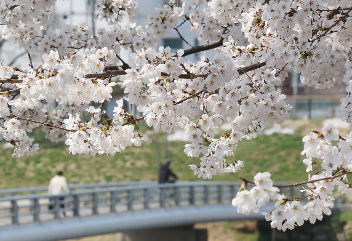 만개한 벚꽃 모습. 기사 이해를 돕기 위한 자료 사진 / 뉴스1