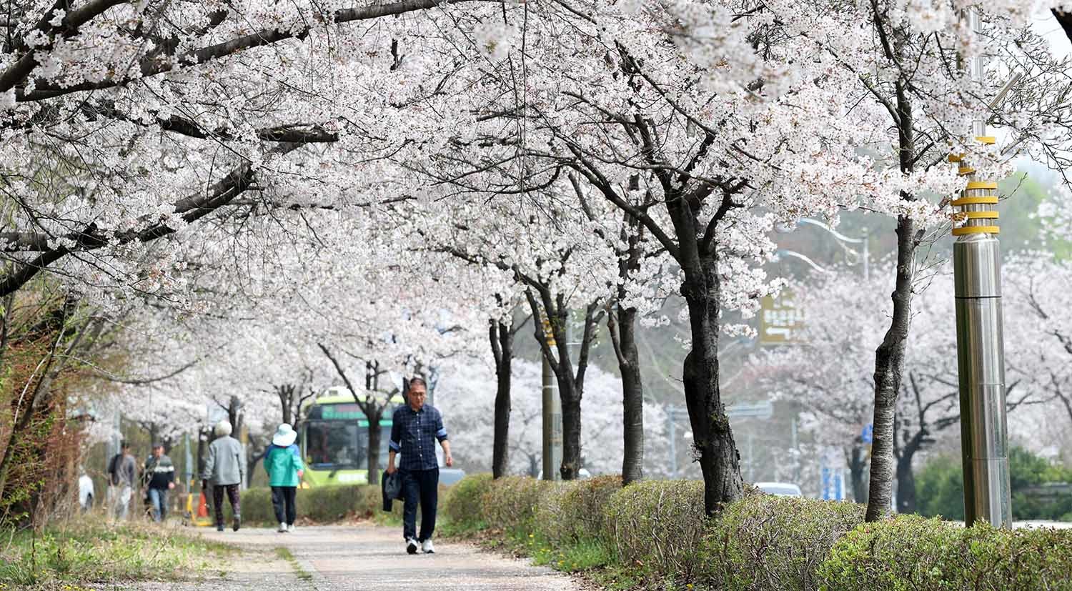 3일 전북 전주시 조경단로 일원에서 시민들이 활짝 핀 벚꽃길을 따라 걷고 있다. / 뉴스1