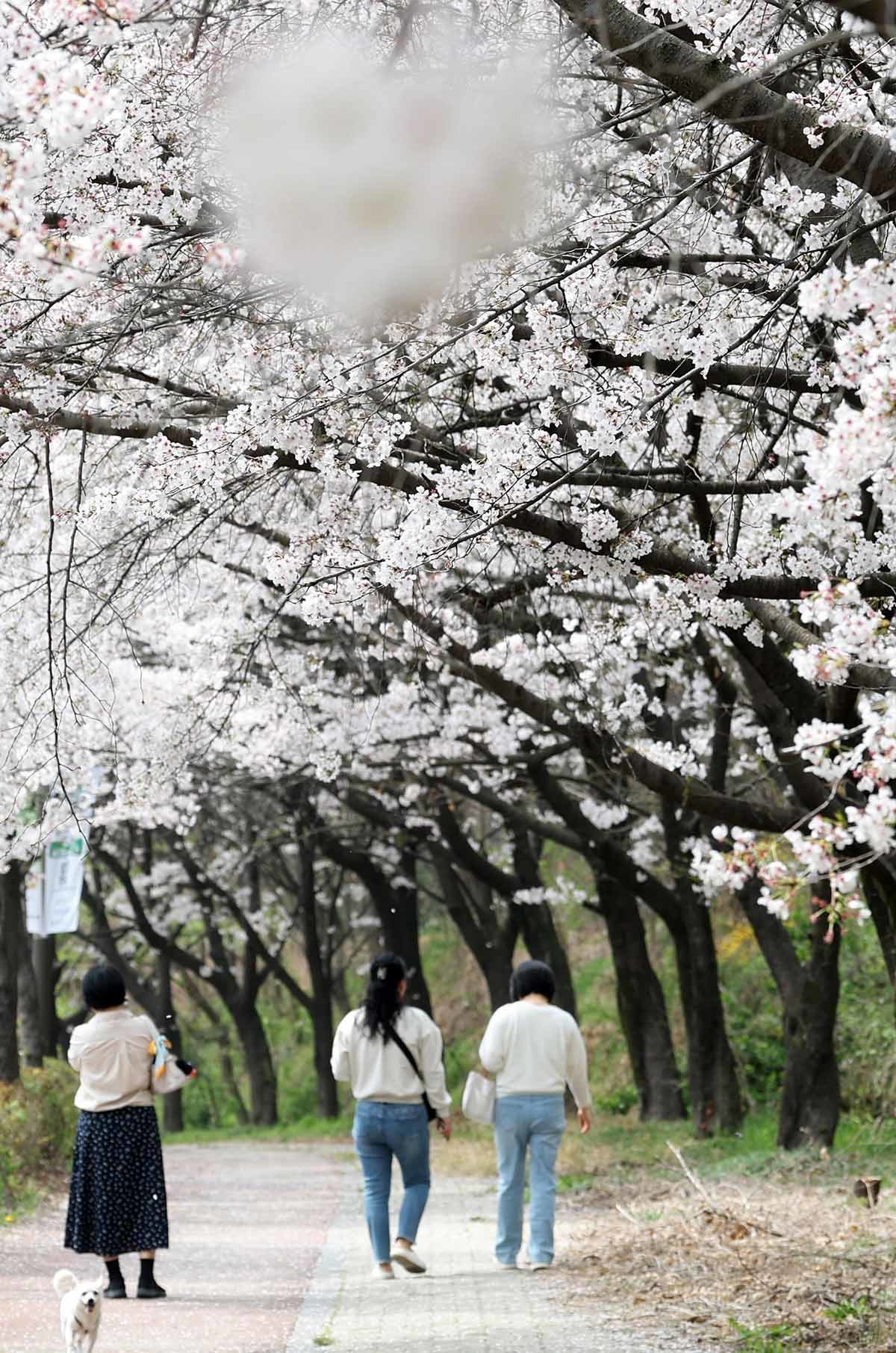3일 전북 전주시 조경단로 일원에서 시민들이 활짝 핀 벚꽃길을 따라 걷고 있다. / 뉴스1