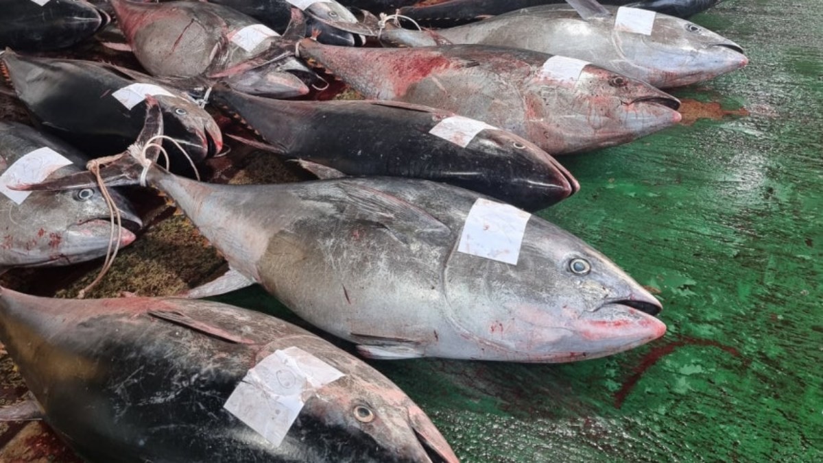 경북 영덕 앞바다에서 잡힌 대형 참다랑어 / 영덕군