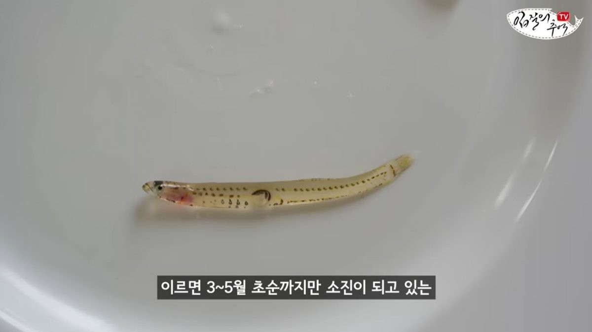 사백어. / 유튜브 '입질의추억TV jiminTV'