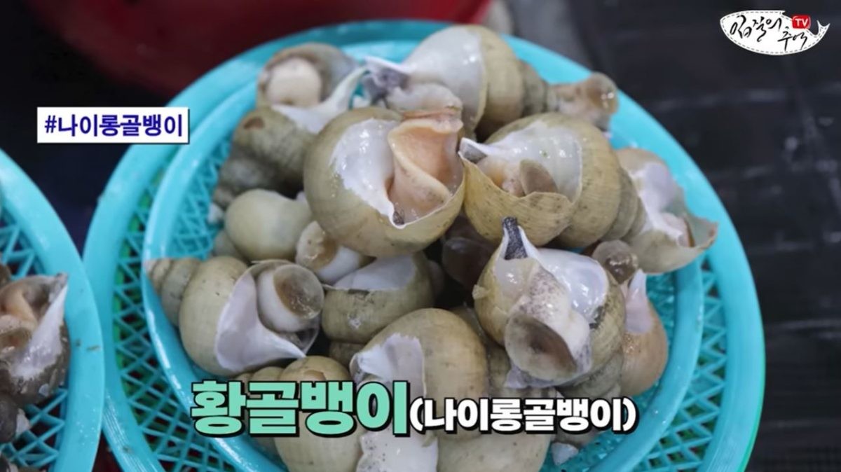 황골뱅이. / 유튜브 '입질의추억TV jiminTV'