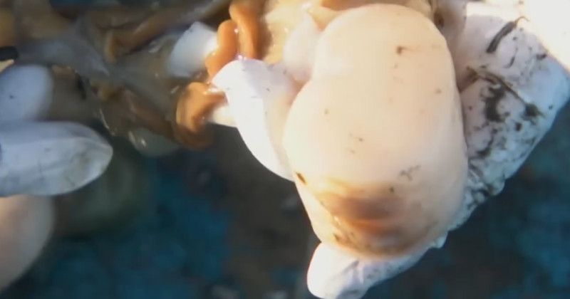 유튜브 'EBSDocumentary (EBS 다큐)'