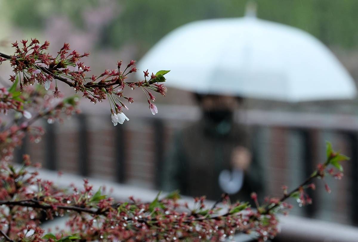 우산을 쓴 시민들이 벚꽃길을 산책하고 있다 / 뉴스1