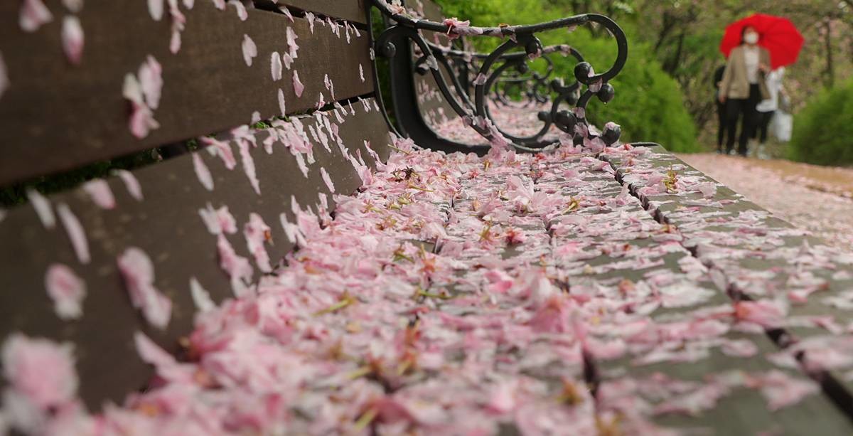 꽃잎이 내려앉은 벤치 / 뉴스1