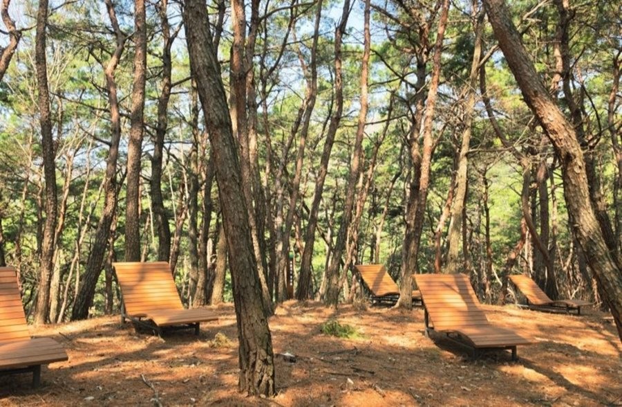 화담산 치유의 숲 시설인 피톤치드 명상숲. / 대구 북구 제공