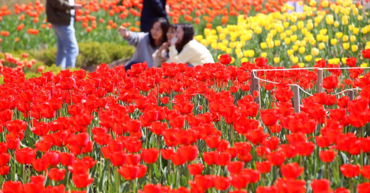 연간 93만여 명 방문한다... 봄 되면 튤립·벚꽃 명소로 유명한 '이곳'