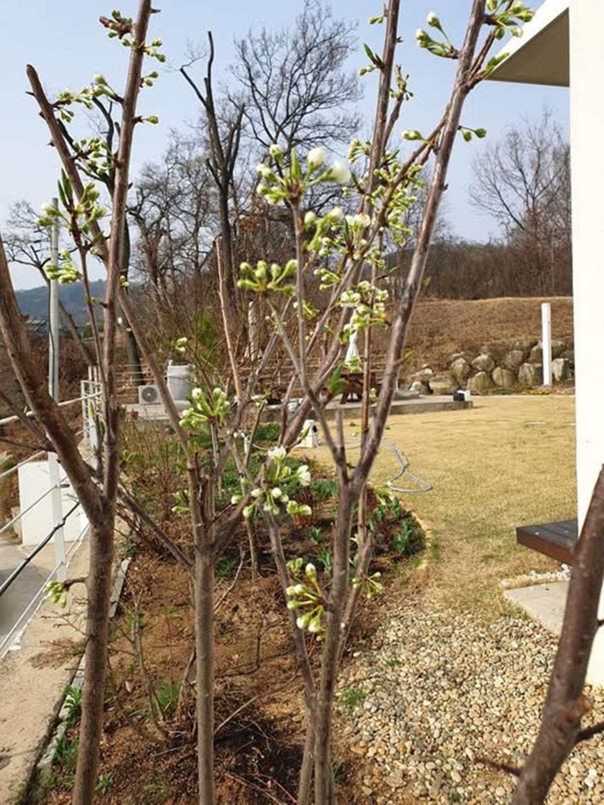 김부겸 후보 경기 양평 전원주택 마당에 핀 자두꽃. / 김부겸 페이스북