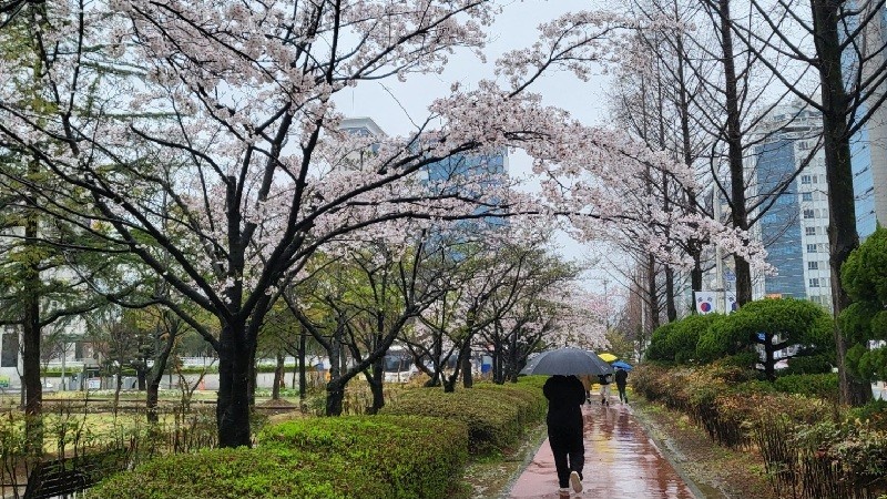 6일 대전과 충남 지역에 비가 내리는 가운데 우산을 든 시민이 만개한 벚꽃길을 걷고 있다./사진=김지연 기자