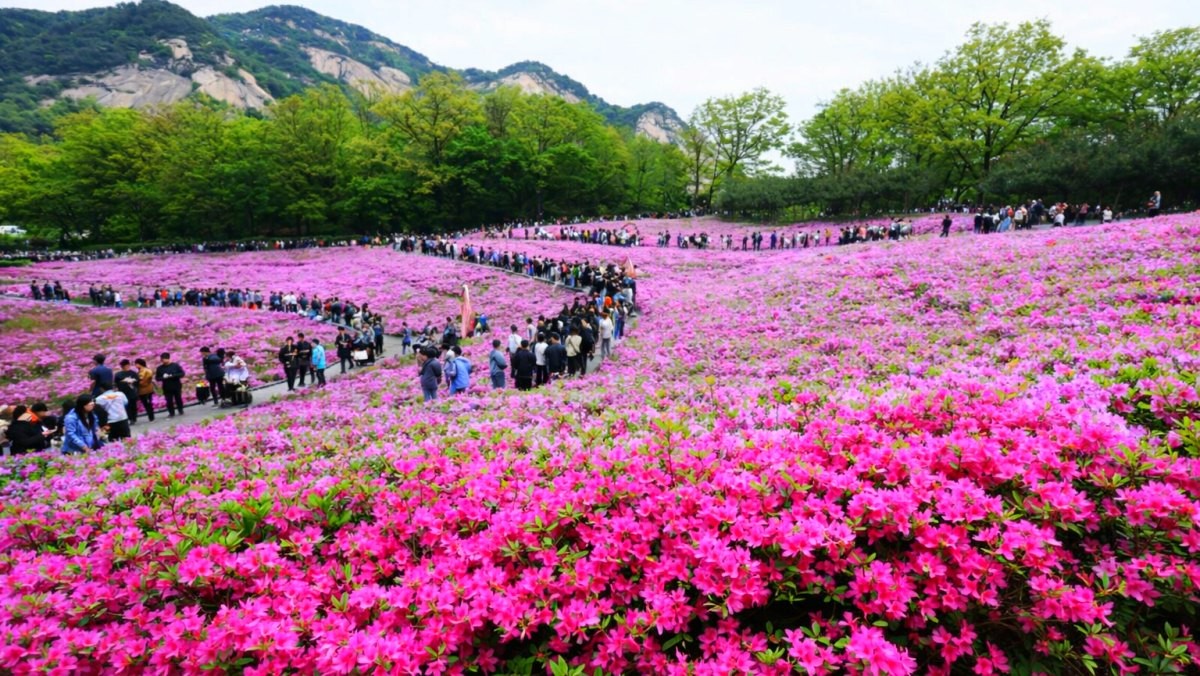 불암산 철쭉제. 기사 내용 토대로 AI툴 활용해 제작한 자료사진.