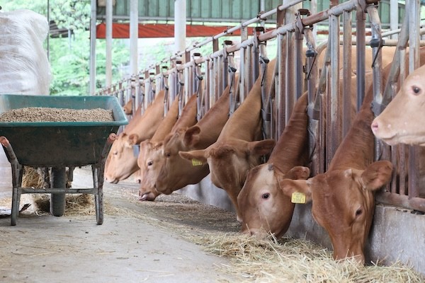 한우 가축 개량 정책 / 임실군
