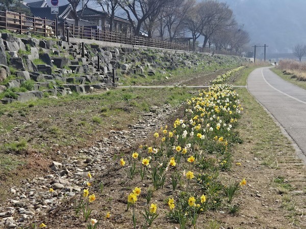 전주천 남천교 꽃밭 조성 / 전주시