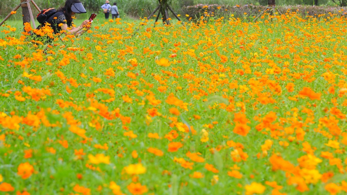 황화코스모스가 피어 있는 화명생태공원. / 뉴스1