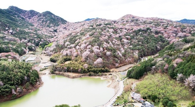 담양군 금성면 고비산 자락에 만개한 산벚꽃