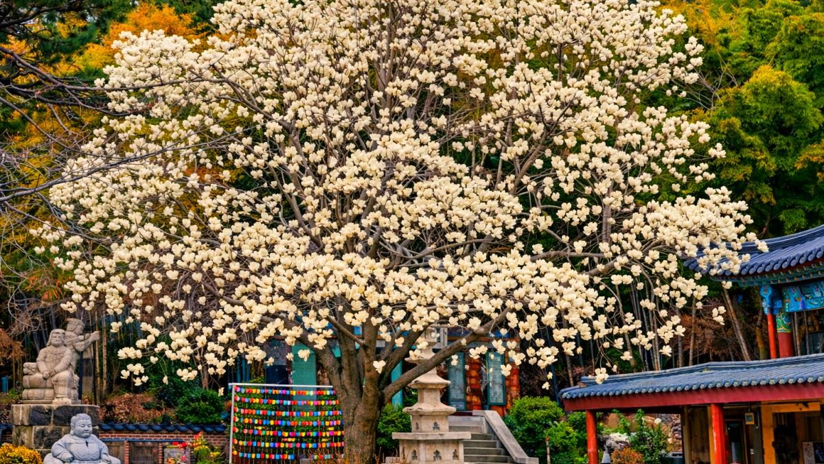 성암사. 기사 내용 토대로 AI툴 활용해 제작한 자료사진.