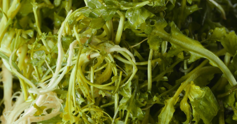 유튜브 '살롱드쿡'