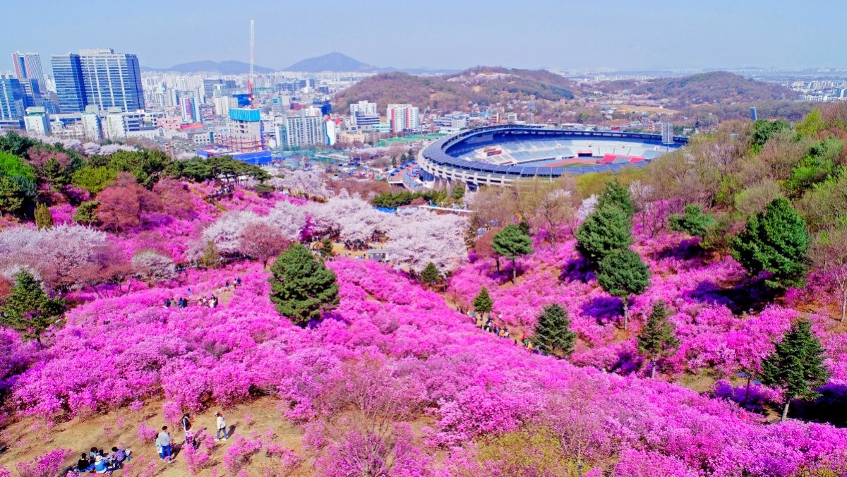 원미산 진달래동산. / 연합뉴스