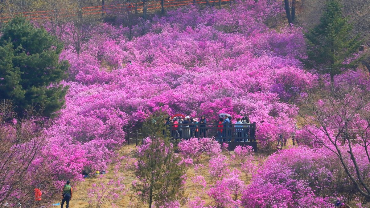 원미산 진달래동산. / 뉴스1