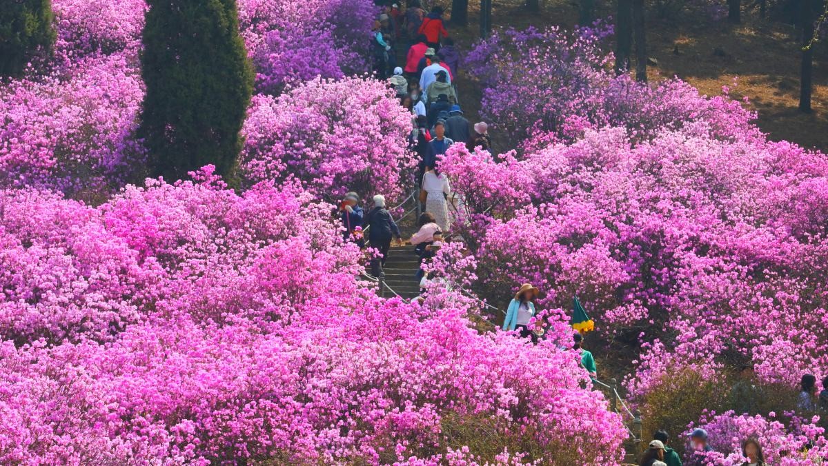 원미산 진달래동산. / 뉴스1